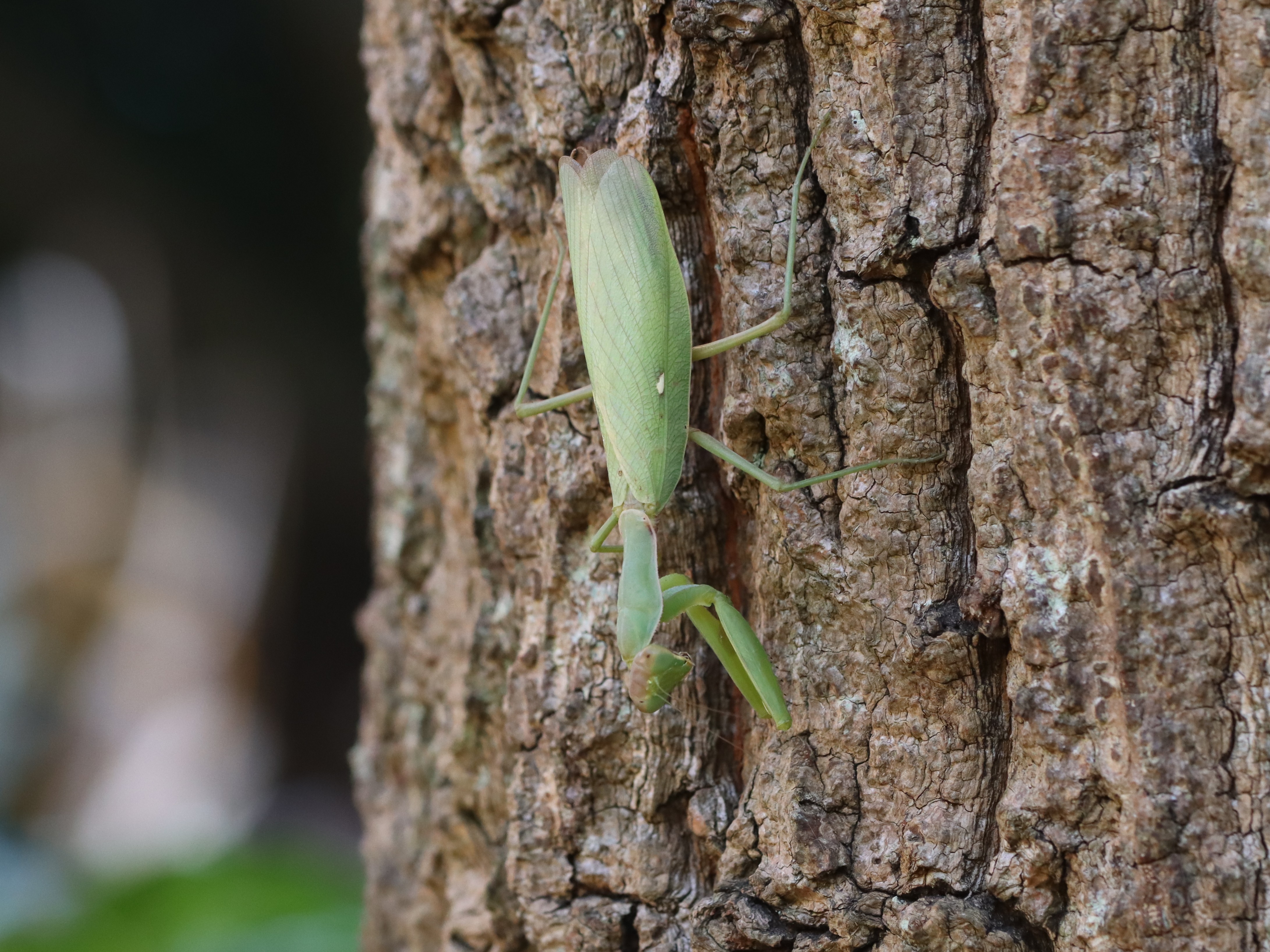 ハラビロカマキリ5